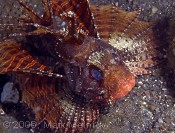 Shortfin Lionfish