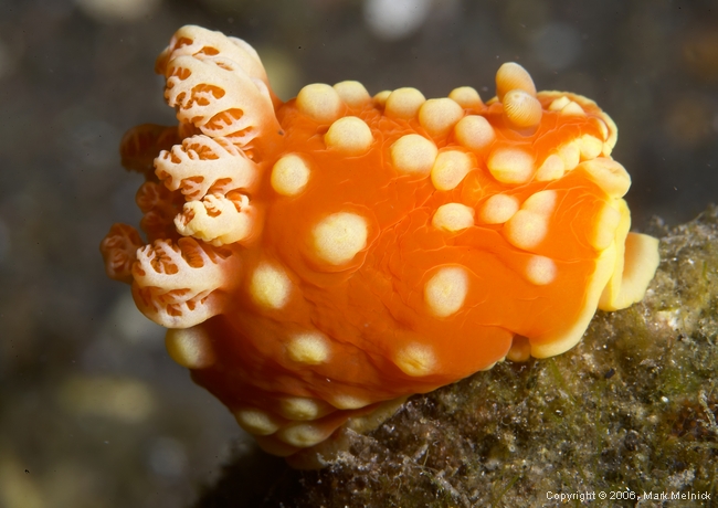 Nudibranch