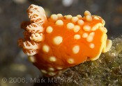 Nudibranch