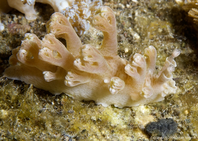 Nudibranch