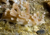 Nudibranch