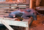 Dogs for sale, North Sulawesi Market