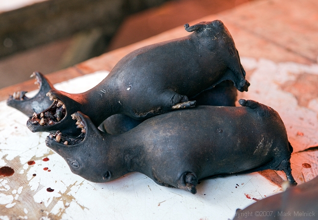 Bats, North Sulawesi Market