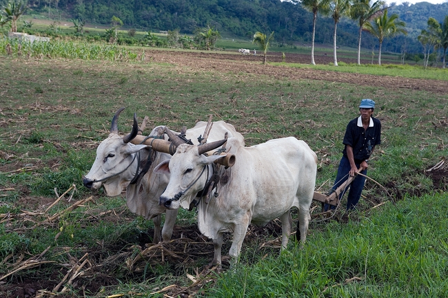 Manado, North Sulawesi,  Indonesia