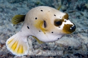 Black Spotter Puffer