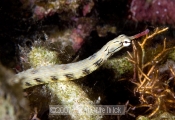 Pipe fish