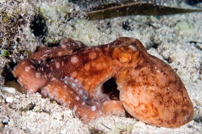 Octopus