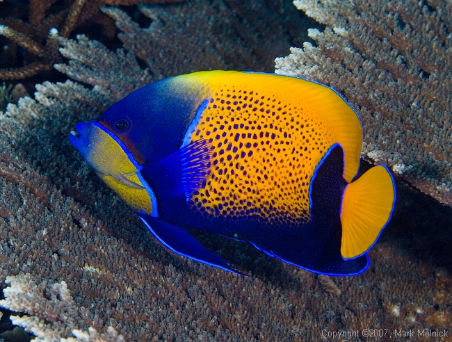 Blue Girdled Angelfish