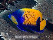 Blue Girdled Angelfish