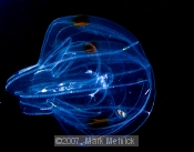 Jellyfish Experiment