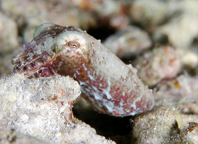 Bobtail Cuttlefish