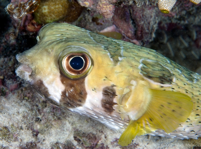 Black-Blotched Porcupinefish