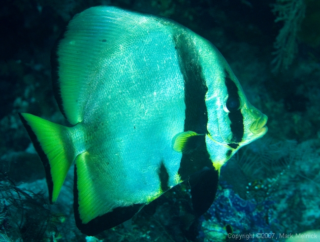 Longfin Spadefish