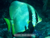 Longfin Spadefish