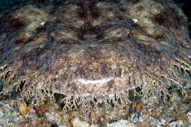Close up of Wobegon Shark