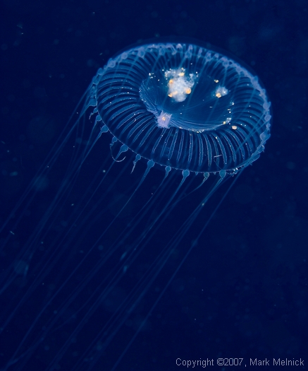 Jellyfish