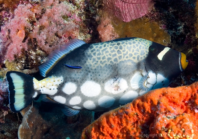 Clown Triggerfish