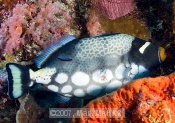 Clown Triggerfish