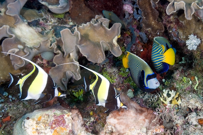 Moorish idols and Emperor Angelfish