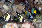 Moorish idols and Emperor Angelfish