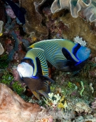 Pair of Emperor Angelfishs