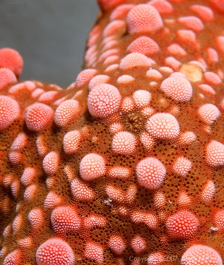 Starfish up Close