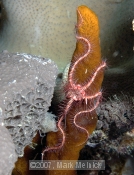 Brittlestar