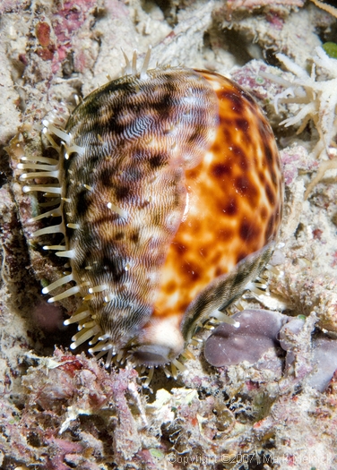 Tigercowry