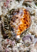 Tigercowry