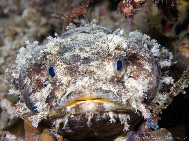 Toadfish?