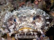 Toadfish?