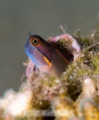 Eyespot Blenny