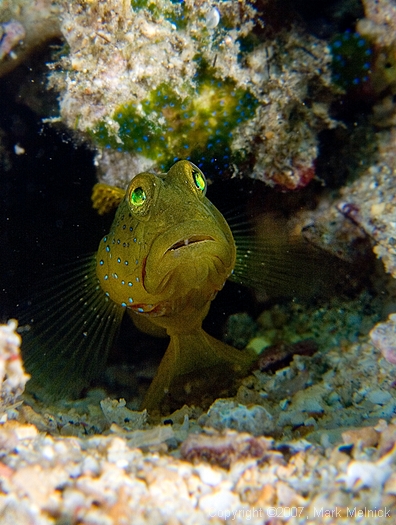 Banded Shrimpgoby