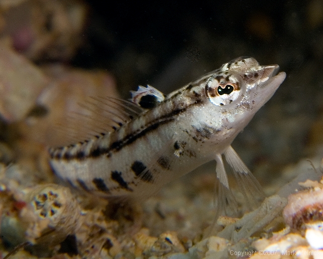 Goby