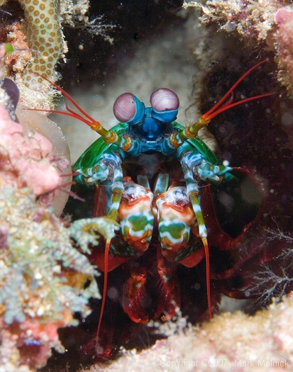 Mantis Shrimp