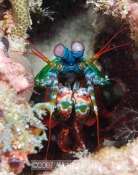 Mantis Shrimp