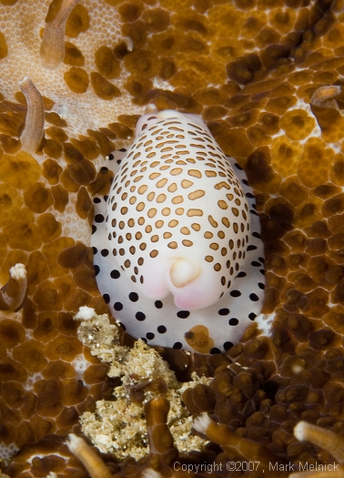 Some kind of Cowry