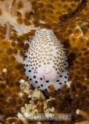 Some kind of Cowry