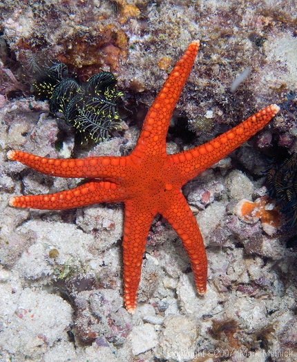 Starfish