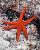 Starfish