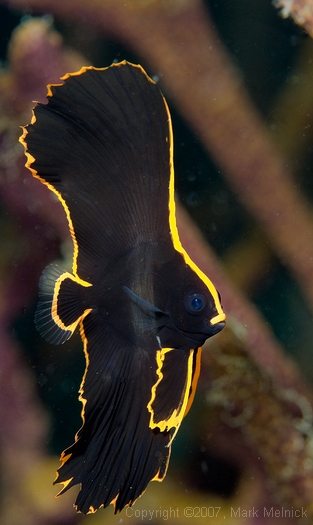 Pinnate Spadefish