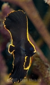 Pinnate Spadefish