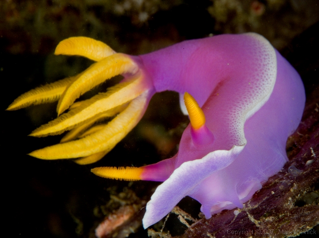 Nudibranch