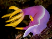 Nudibranch