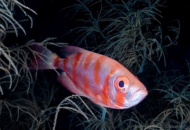 Some type of Soldierfish??