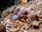 I believe a Scorpionfish??