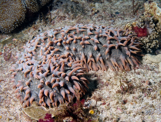 Sea Cucumber?