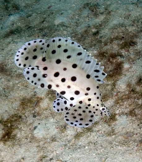 Juvenile Barramundi