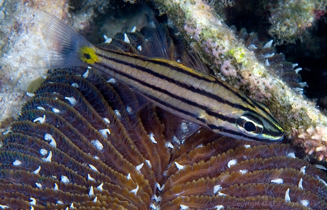 Possible Goby family?