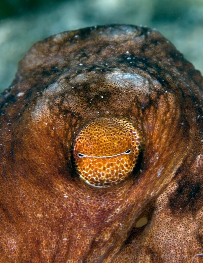 Eye of an Octopus